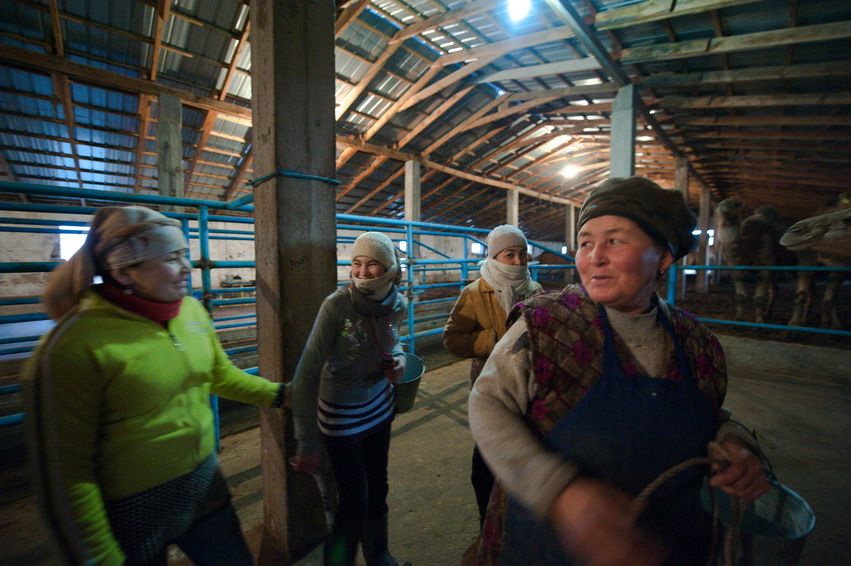 Женщины смеются и разговаривают во время работы в доильном помещении, ферма, женщины, общение, работа