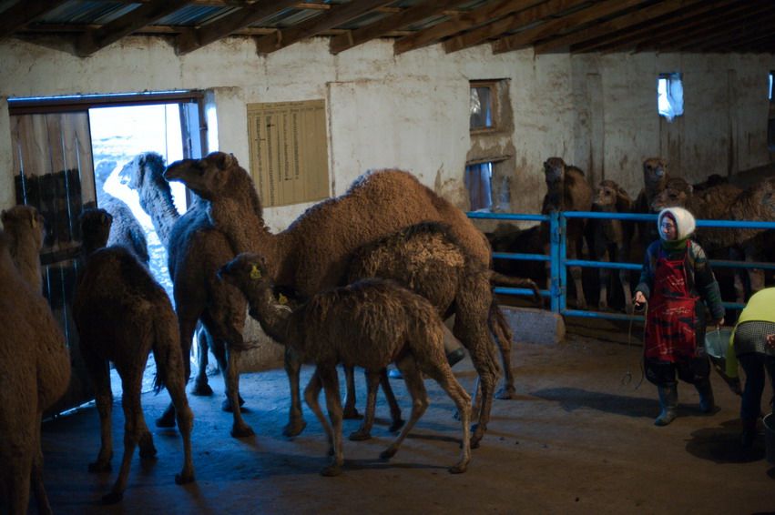 Верблюды и верблюжата у выхода из стойла, женщина наблюдает за ними, ферма, верблюды, верблюжата