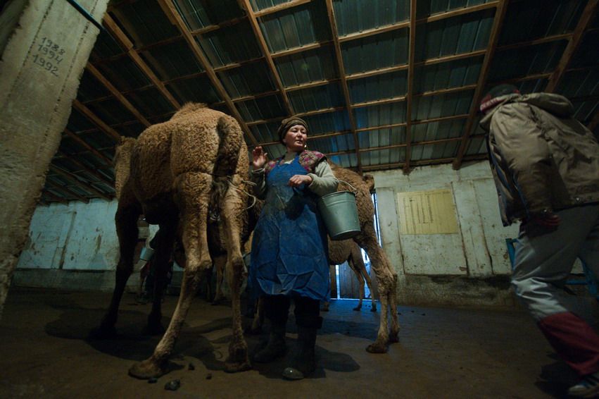 Женщина с вёдром готовится доить верблюдицу, рядом другой работник, фермы доение, ферма, верблюды