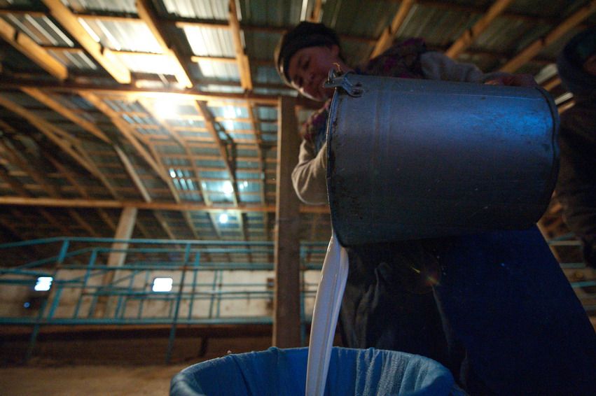 Женщина выливает парное верблюжье молоко из металлического ведра через сито в чистую ёмкость на ферме, верблюжье молоко, ферма, Казахстан, доение