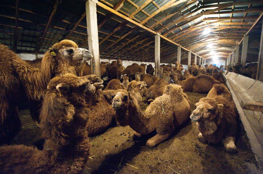 Стадо верблюдов отдыхает в просторном крытом загоне на ферме в Казахстане