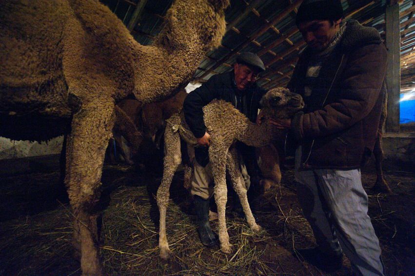 Двое мужчин осторожно держат новорождённого верблюжонка рядом с матерью в тёплом стойле, рождение верблюжонка, ферма, Казахстан