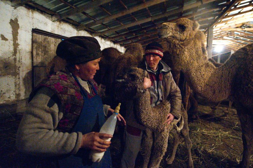 Женщина держит бутылку с молоком, готовясь покормить новорождённого верблюжонка, которого поддерживает мужчина, кормление верблюжонка, ферма, забота
