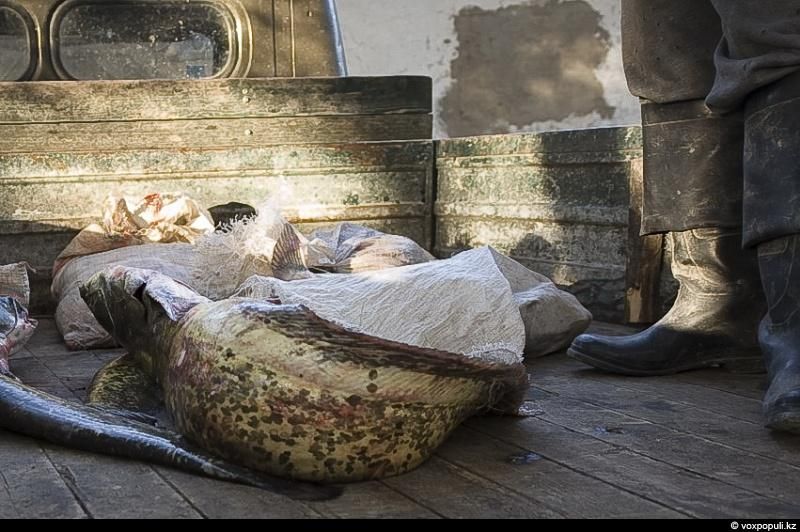 Жизнь рыбаков в селе Кольды: ежедневный труд, семейные истории и традиции поколений на берегу Капчагайского моря, рыбаки, село Кольды, Капчагай, рыбалка, сельская жизнь, традиции, Астрахань, Арал, Казахстан, Карлыгаш Нуржан, Shanger.kz