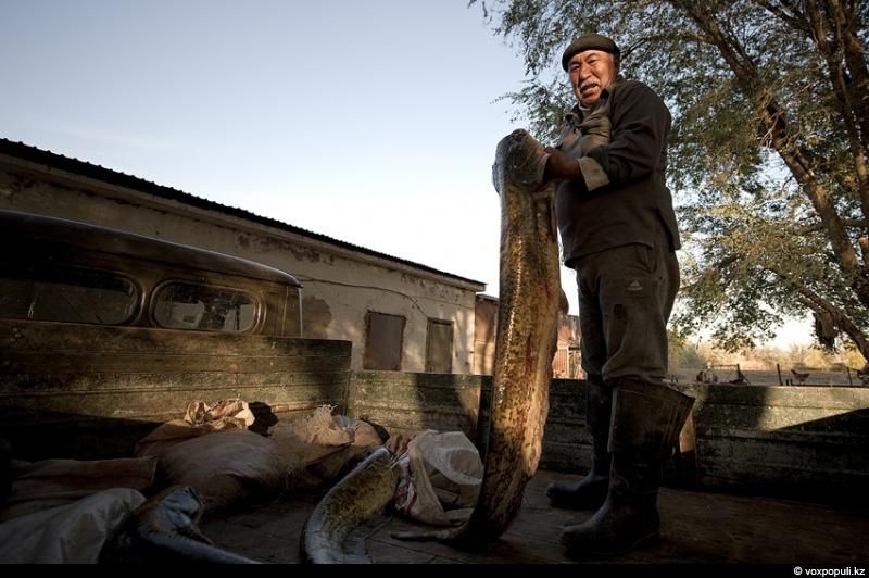 Жизнь рыбаков в селе Кольды: ежедневный труд, семейные истории и традиции поколений на берегу Капчагайского моря, рыбаки, село Кольды, Капчагай, рыбалка, сельская жизнь, традиции, Астрахань, Арал, Казахстан, Карлыгаш Нуржан, Shanger.kz