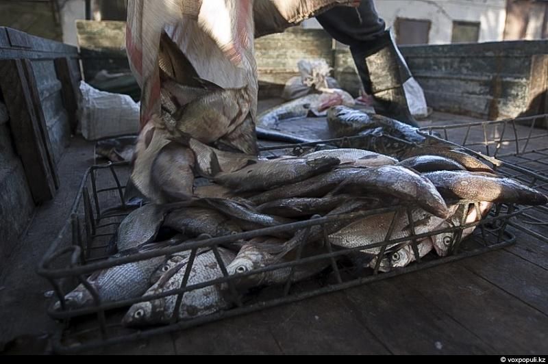Жизнь рыбаков в селе Кольды: ежедневный труд, семейные истории и традиции поколений на берегу Капчагайского моря, рыбаки, село Кольды, Капчагай, рыбалка, сельская жизнь, традиции, Астрахань, Арал, Казахстан, Карлыгаш Нуржан, Shanger.kz