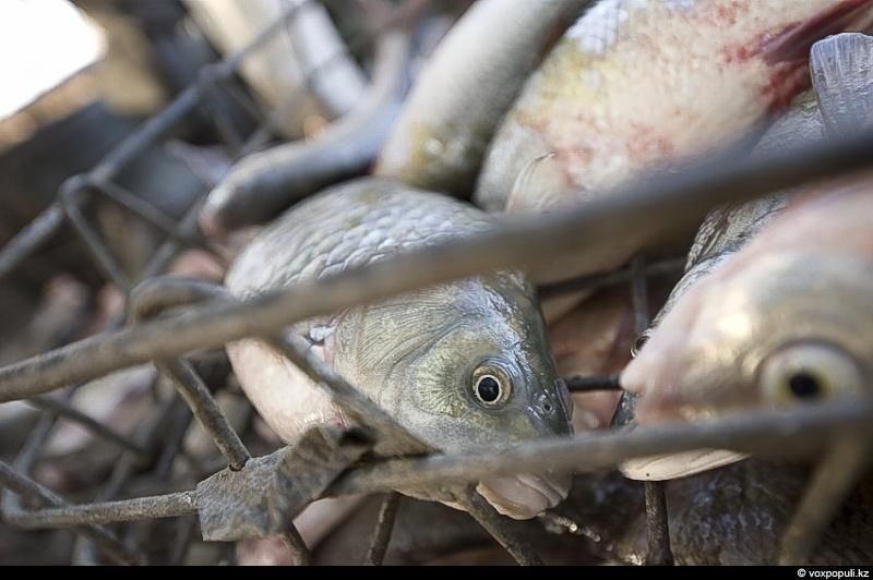 Жизнь рыбаков в селе Кольды: ежедневный труд, семейные истории и традиции поколений на берегу Капчагайского моря, рыбаки, село Кольды, Капчагай, рыбалка, сельская жизнь, традиции, Астрахань, Арал, Казахстан, Карлыгаш Нуржан, Shanger.kz