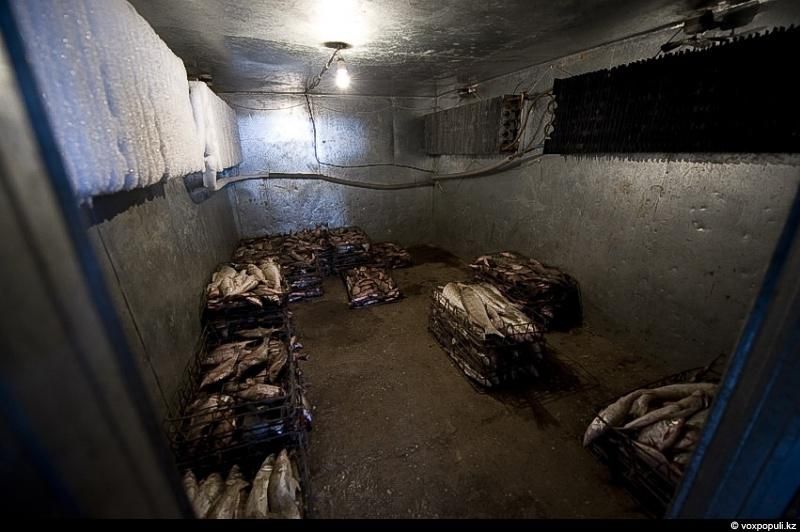 Жизнь рыбаков в селе Кольды: ежедневный труд, семейные истории и традиции поколений на берегу Капчагайского моря, рыбаки, село Кольды, Капчагай, рыбалка, сельская жизнь, традиции, Астрахань, Арал, Казахстан, Карлыгаш Нуржан, Shanger.kz