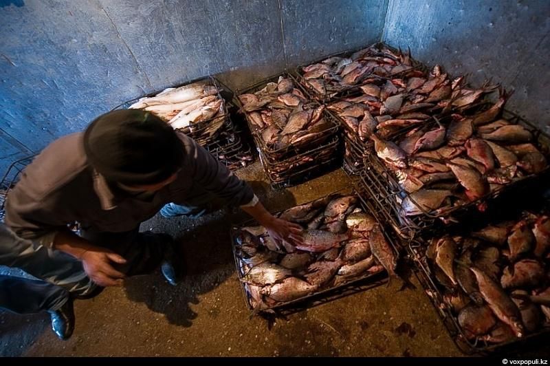 Жизнь рыбаков в селе Кольды: ежедневный труд, семейные истории и традиции поколений на берегу Капчагайского моря, рыбаки, село Кольды, Капчагай, рыбалка, сельская жизнь, традиции, Астрахань, Арал, Казахстан, Карлыгаш Нуржан, Shanger.kz