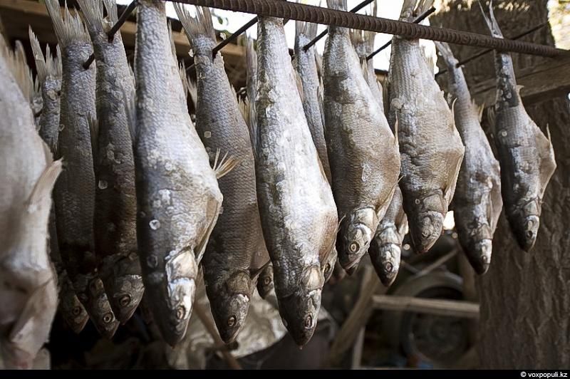 Жизнь рыбаков в селе Кольды: ежедневный труд, семейные истории и традиции поколений на берегу Капчагайского моря, рыбаки, село Кольды, Капчагай, рыбалка, сельская жизнь, традиции, Астрахань, Арал, Казахстан, Карлыгаш Нуржан, Shanger.kz