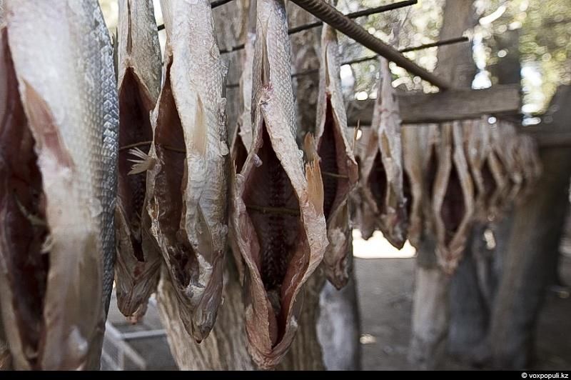 Жизнь рыбаков в селе Кольды: ежедневный труд, семейные истории и традиции поколений на берегу Капчагайского моря, рыбаки, село Кольды, Капчагай, рыбалка, сельская жизнь, традиции, Астрахань, Арал, Казахстан, Карлыгаш Нуржан, Shanger.kz