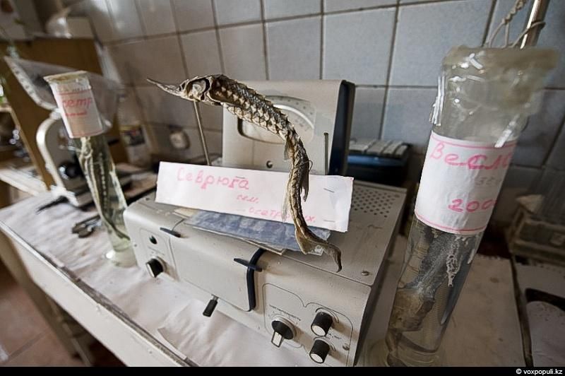 Жизнь рыбаков в селе Кольды: ежедневный труд, семейные истории и традиции поколений на берегу Капчагайского моря, рыбаки, село Кольды, Капчагай, рыбалка, сельская жизнь, традиции, Астрахань, Арал, Казахстан, Карлыгаш Нуржан, Shanger.kz